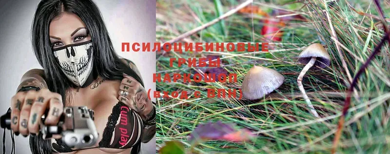 Псилоцибиновые грибы Cubensis  гидра ССЫЛКА  Ленинск 